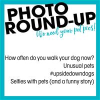 photo roundup for pets 